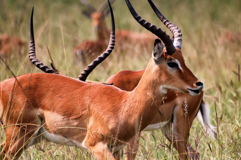 3-day Rwanda Bird Watching in Akagera National Park