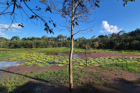 Manaus: Private Amazon Sunset and Night Tour by Speedboat