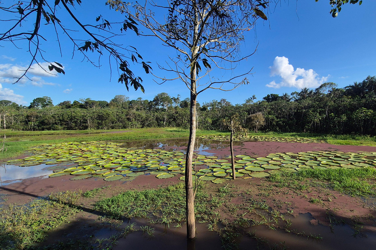 Manaus: Private Amazon Sunset and Night Tour by Speedboat