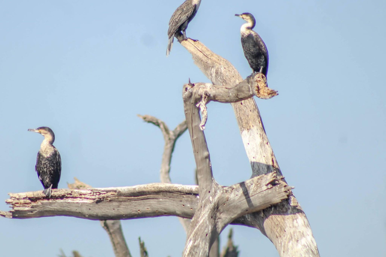 Nairobi: Lake Nakuru National Park Safari with Lunch