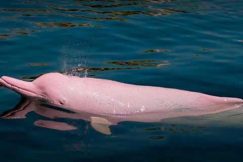 Da Iquitos: Pacaya Samiria - Tour di 3 giorni nella giungla amazzonica