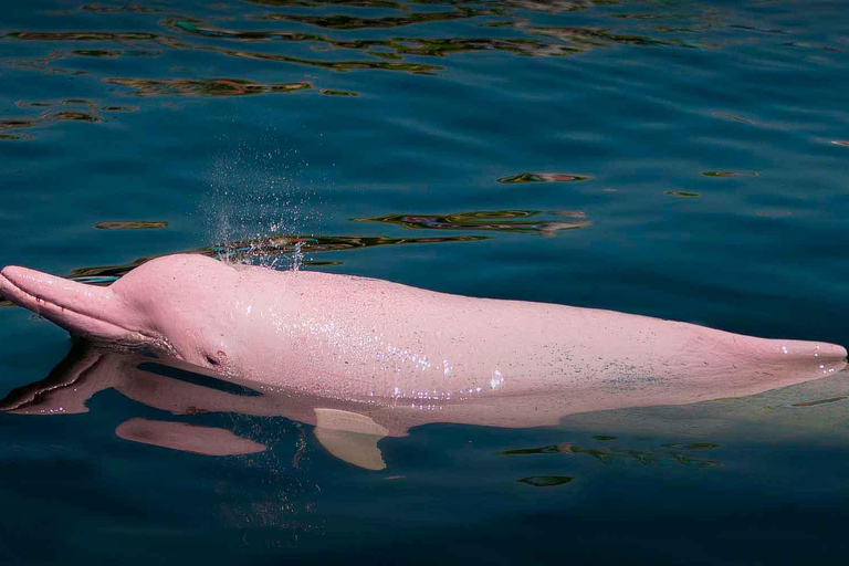 Vanuit Iquitos: Pacaya Samiria - 3-daagse jungletocht door het Amazonegebied