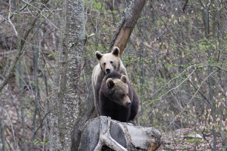 Observación de osos en la naturaleza Brasov