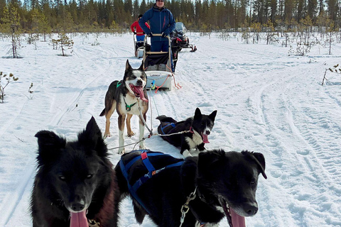 罗瓦涅米：哈士奇之旅（含接送和热饮）