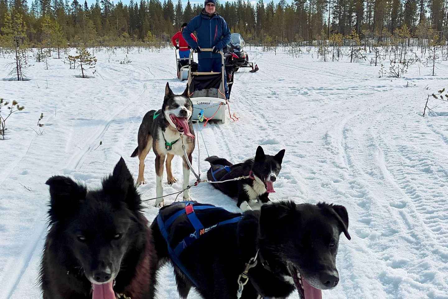 Rovaniemi: Husky Safari with Transfers & BBQ