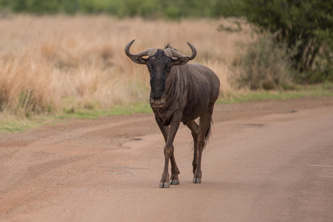 Pilanesberg Nature Safari: Guided Wildlife Tour Morning Safari Experience