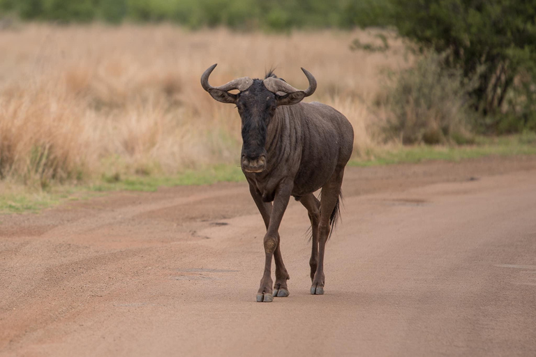 Pilanesberg Nature Safari: Guided Wildlife Tour Morning Safari Experience