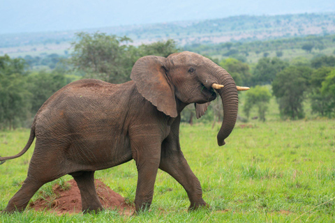 2 Days Akagera National Park Safari with Hot Air Balloon