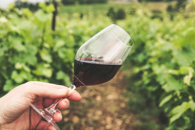 Rio de Janeiro: winery tour with wine tasting experience