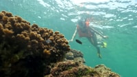 Phu Quoc, Snorkeling Scopri le barriere coralline meridionali - Hizvo
