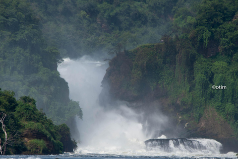 Uganda 10-dniowe safari wśród dzikich zwierząt i naczelnych.