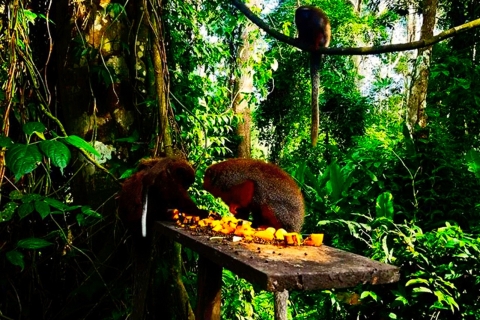 Von Iquitos aus: Ganzer Tag Wildlife