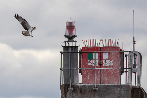 Inverness: Rejs z obserwacją dzikiej przyrody do Chanonry Point