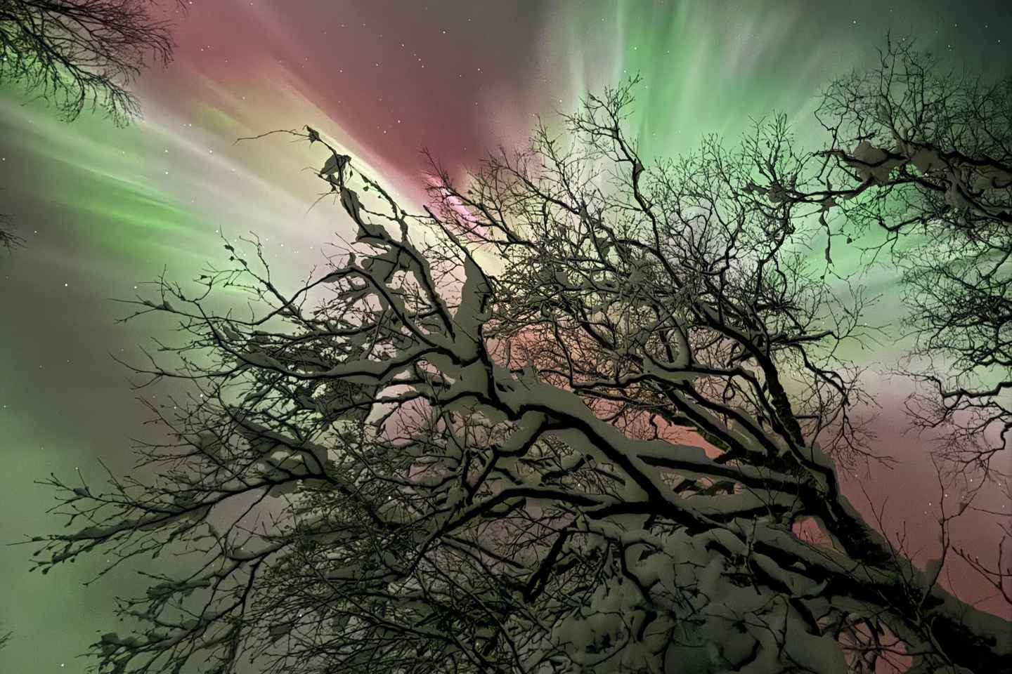 Fauske: Waldtour mit Nordlicht-Lagerfeuer & Huskys