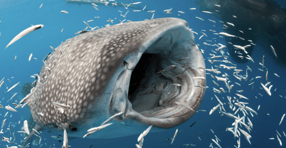 Boracay Whale Shark Watching, ATV, and Zipline with Transfer