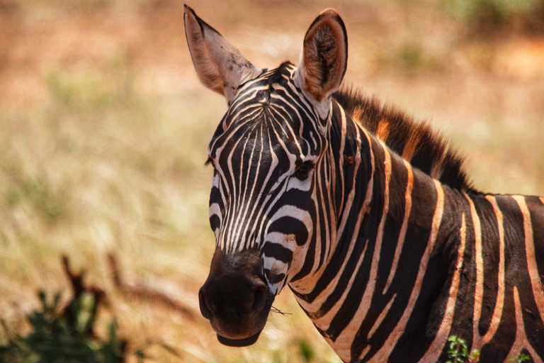 Explore The Best 2 days Adventure Safari To Tsavo East 2-Day Adventure Safari to Tsavo East