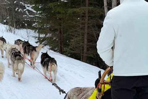 From Riga: Husky Sledding & Floating Sauna Day Trip