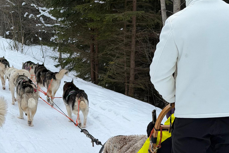 From Riga: Husky Sledding & Floating Sauna Day Trip