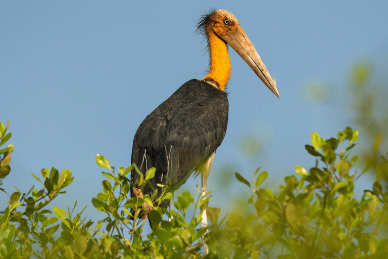 Elephant &amp; Birdwatching Safari in Minneriya with Binoculars