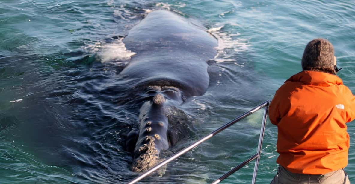 Afbeelding 1 van Gansbaai: Zee Big 5 Rondvaart