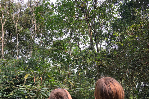 Fort Portal: Kibale Forest Chimpanzee Trek & Bigodi Walk