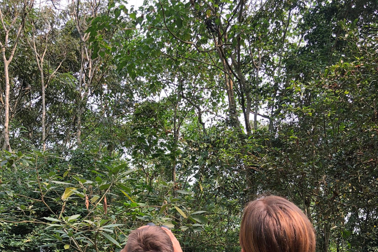 Fort Portal: Kibale Forest Chimpanzee Trek & Bigodi Walk