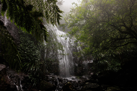 Intimate Blue Mountains Wild Kangaroos, Wilderness & Sunset