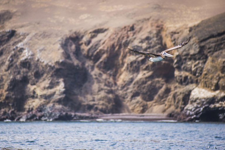 从利马出发：巴列斯塔斯群岛、瓦卡奇纳沙滩越野车和沙板滑行不返回利马