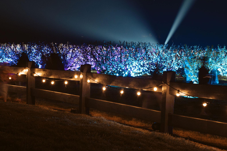 樱花之光·樱桃山