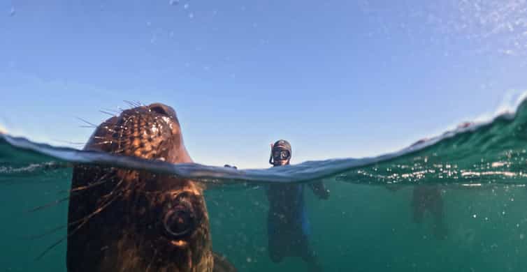 Snorkeling avec les lions de mer, Punta Loma
