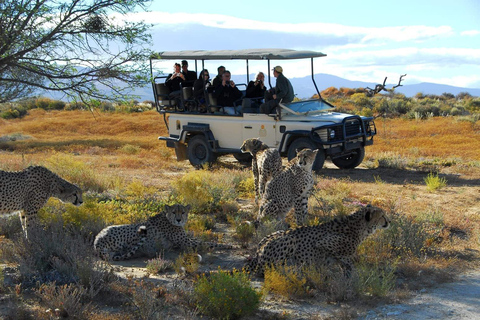 Cape Town: Aquila Big Five Safari with Private Transfers Sunset Safari