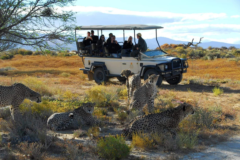 Cape Town: Aquila Big Five Safari with Private Transfers Sunset Safari