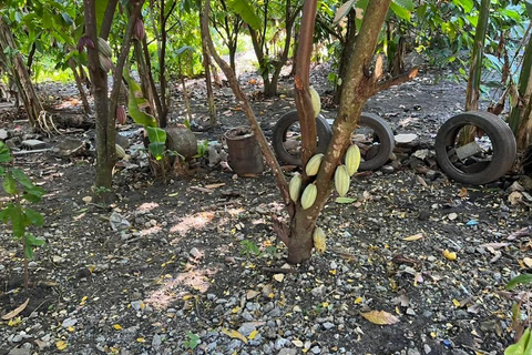 Puerto Plata: Countryside Tour with Butterfly Farm Visit