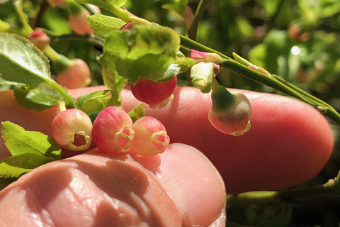 Stockholm: Dog Walk in Nature Reserve with Swedish Fika