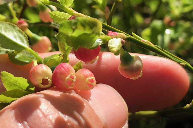 Stockholm: Dog Walk in Nature Reserve with Swedish Fika