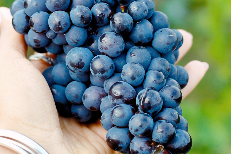 Reims: Vineyard tour and tasting of Grands Crus champagnes Reims: Visit the vineyards and taste Grands Crus Champagne