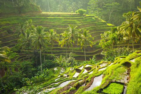 Ubud: Private Half-Day Tour Rice Terrace, Temple & Waterfall Private Ubud Half-Day Tour (Without Entrance Ticket)