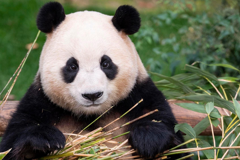 Peking: Panda House Biljett; snabb och smidig