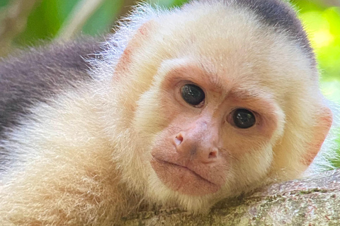 Parque Manuel Antonio: Excursão a pé guiada com um naturalistaTour particular