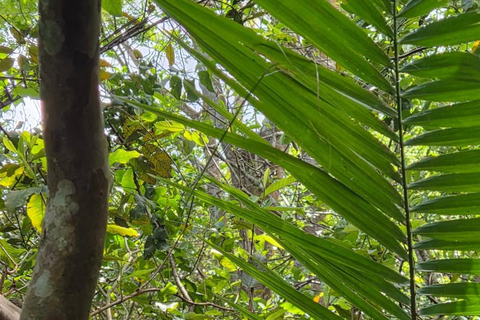 Zanzibar: Masingini Forest, Monkeys & Zipline adventure Masingini Forest, Monkeys & Zipline adventure & transfer