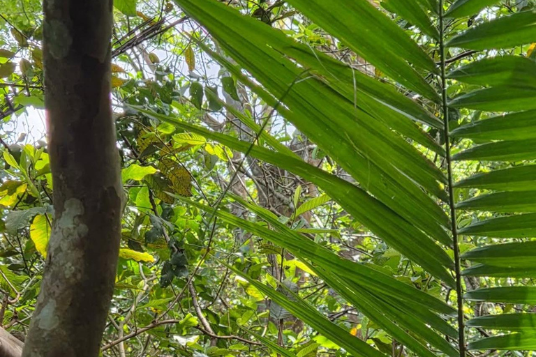 Zanzibar: Masingini Forest, Monkeys & Zipline adventure Masingini Forest, Monkeys & Zipline adventure & transfer