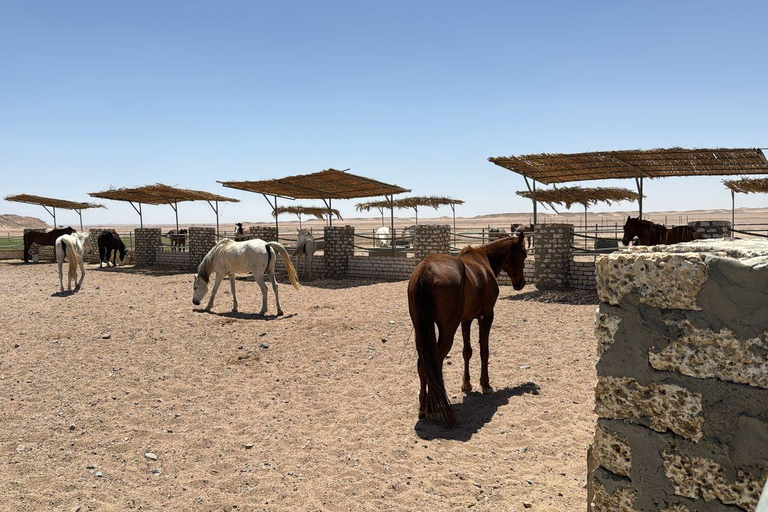 Hurghada: Jeep Safari, piantumazione di alberi e pranzo "dalla fattoria alla tavola"Hurghada: safari in jeep, piantumazione di alberi e pranzo "dalla fattoria alla tavola"