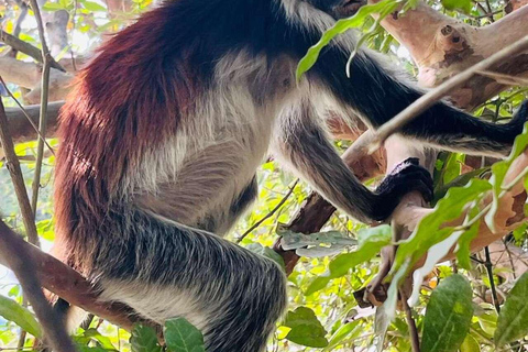 Zanzibar: Spice Farm, Jozani Forest & Salaam Cave Tour Private tour without hotel transfer