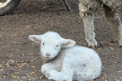 Montevideo: Horseback riding on a trail to the Beach