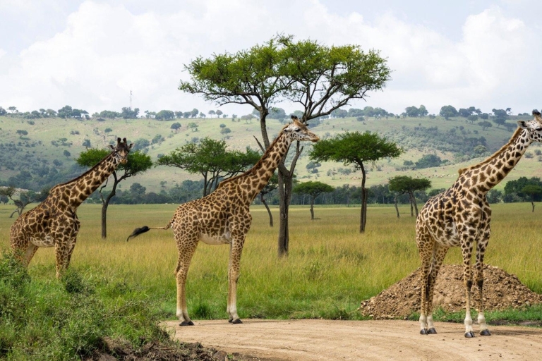 Nairobi: privé 6-daagse Maasai Mara, Nakuru en Naivasha Safari