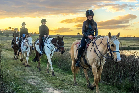 Hunter Valley: Sunset Horse Riding Tour 90min