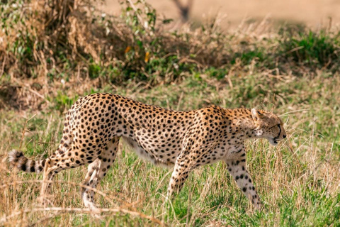 Safari de 8 días a Amboseli, Naivasha, Nakuru y Maasai Mara
