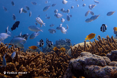 Boracay, Cebu, Coron, El Nido, & PPS: 15-Day Adventure Tour