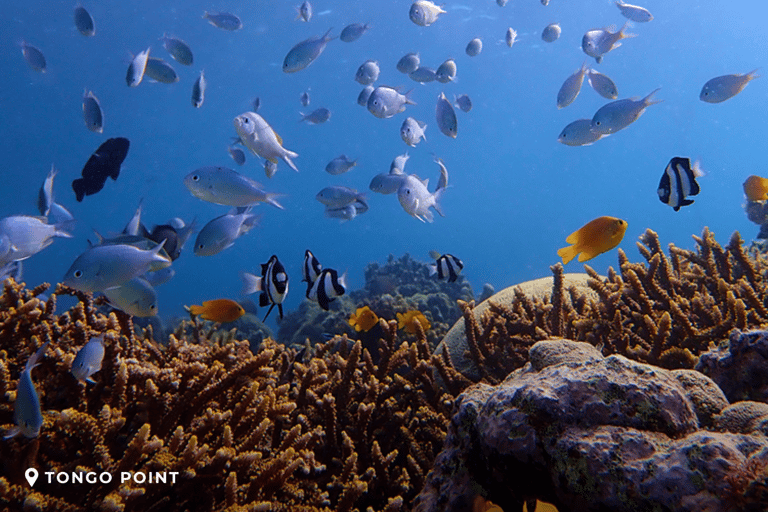 Boracay, Cebu, Coron, El Nido, & PPS: 15-Day Adventure Tour