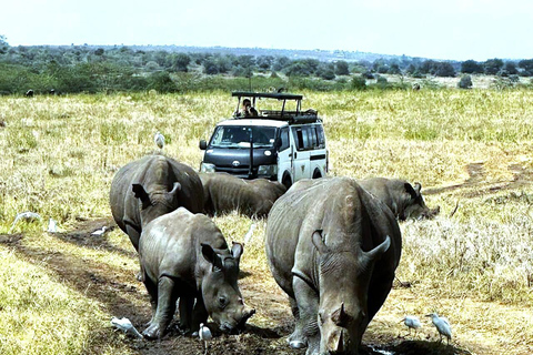 Nairobi National Park 5-Hour Game Drive Morning or Afternoon